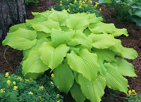 Hosta 'Dancing Queen'