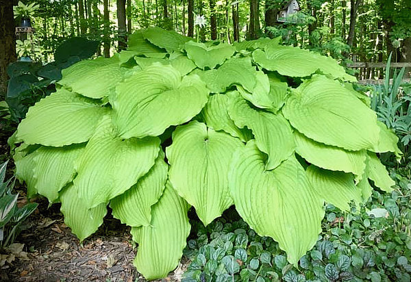 Hosta 'Dancing Queen'