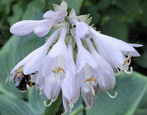 Hosta 'Dark Shadows'