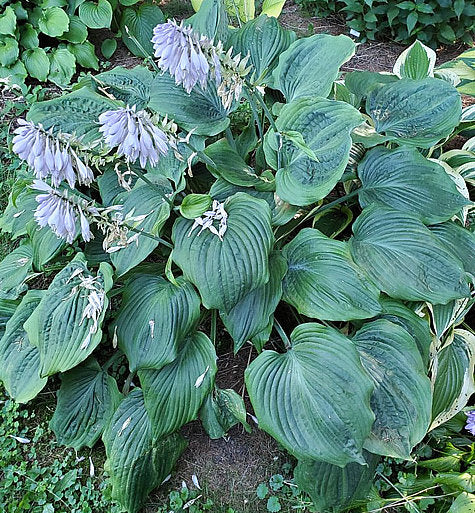 Hosta 'Dark Shadows'