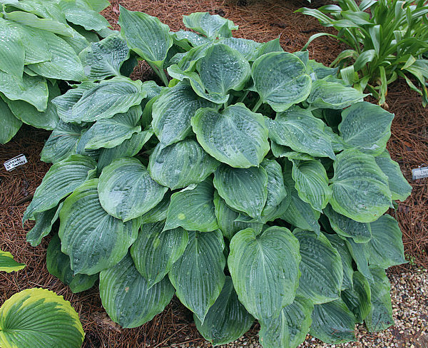 Hosta 'Dark Shadows'