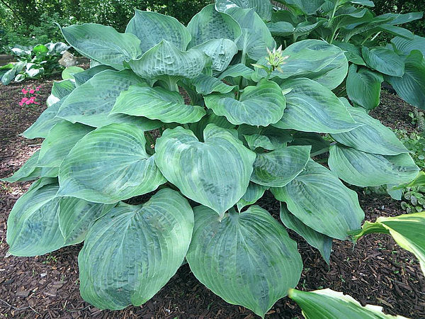 Hosta 'Dark Shadows'