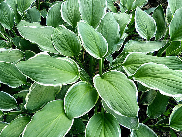 Hosta 'Decorata'