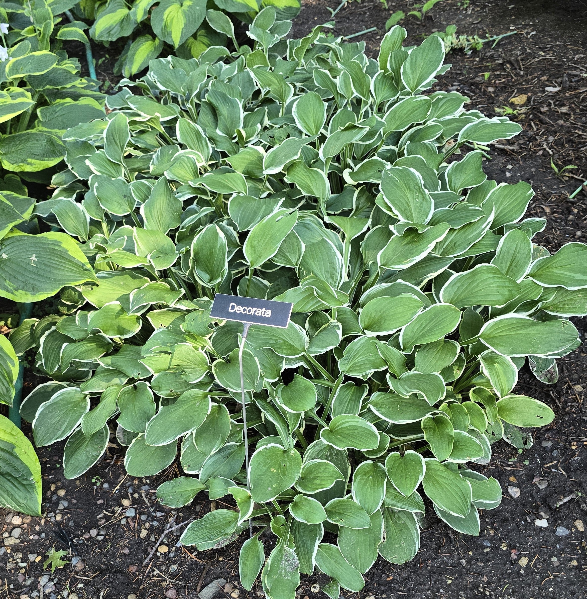 Hosta 'Decorata'