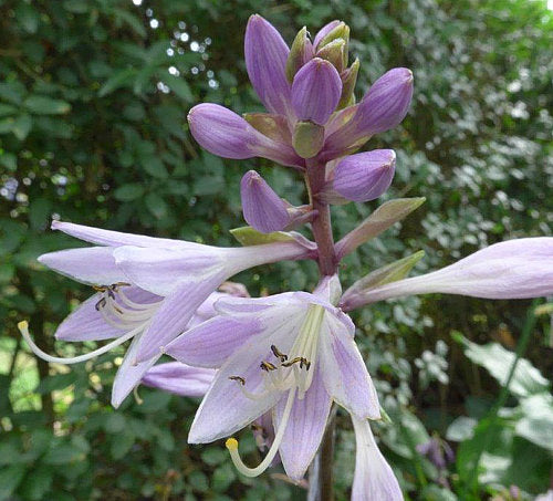Hosta 'Designer Genes'