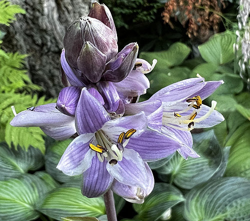 Hosta 'Designer Genes'