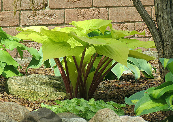 Hosta 'Designer Genes'