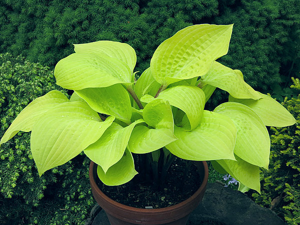 Hosta 'Designer Genes'