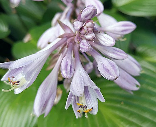 Hosta 'Devon Green'