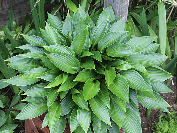 Hosta 'Devon Green'