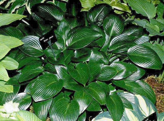Hosta 'Devon Green'