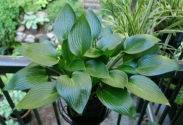 Hosta 'Devon Green'