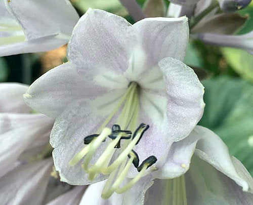 Hosta 'Diamond Lake'