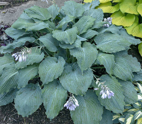 Hosta 'Diamond Lake'