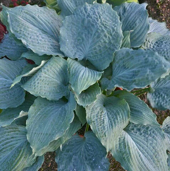 Hosta 'Diamond Lake'