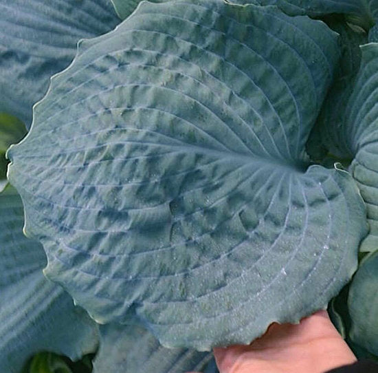 Hosta 'Diamond Lake'