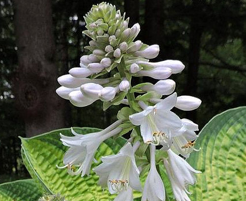Hosta 'Dick Ward'