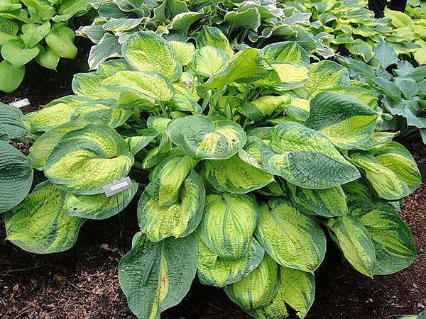 Hosta 'Dick Ward'