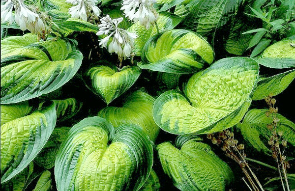 Hosta 'Dick Ward'