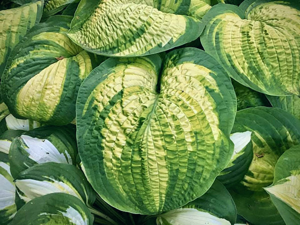 Hosta 'Dick Ward'