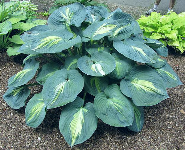 Hosta 'Dream Weaver'