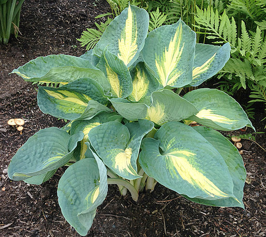 Hosta 'Dream Weaver'