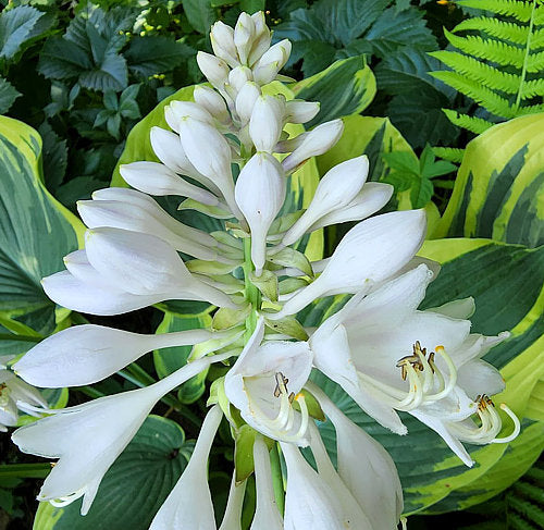 Hosta 'Earth Angel'