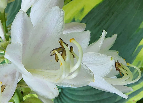Hosta 'Earth Angel'