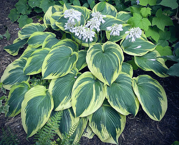 Hosta 'Earth Angel'
