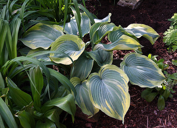 Hosta 'Earth Angel'