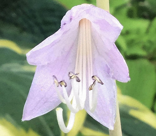 Hosta 'El Capitan'