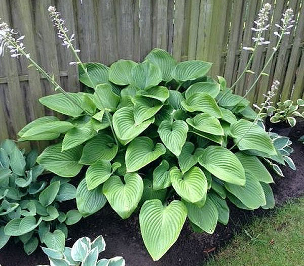 Hosta 'Elatior'