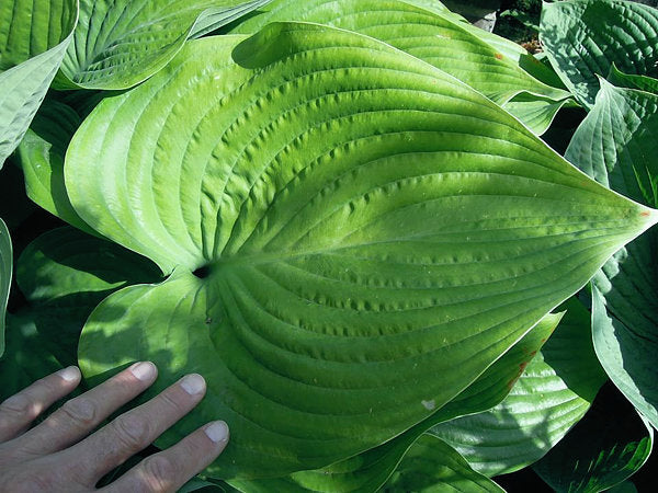 Hosta 'Elatior'