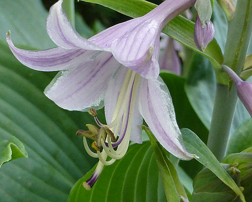 Hosta 'Elvis Lives'