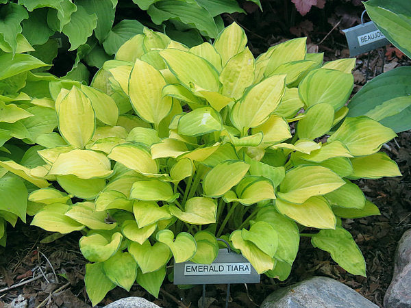 Hosta 'Emerald Tiara'