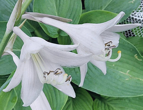 Hosta 'Empress Wu'