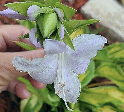 Hosta 'Etched Glass'