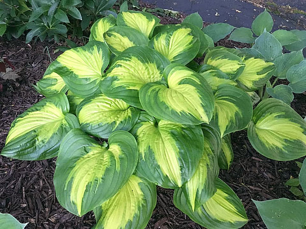 Hosta 'Etched Glass'
