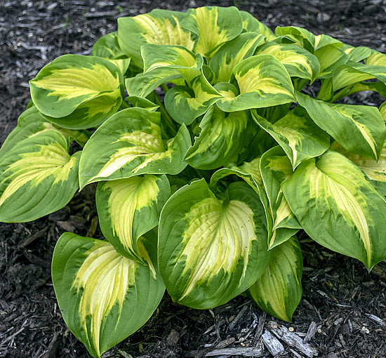 Hosta 'Etched Glass'