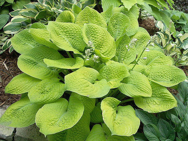 Hosta 'Faith'