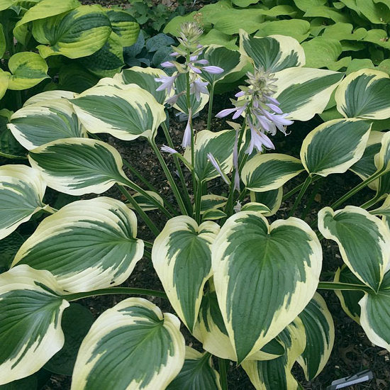 Hosta 'Fantabulous'