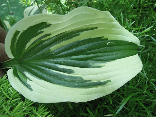 Hosta 'Fantabulous'