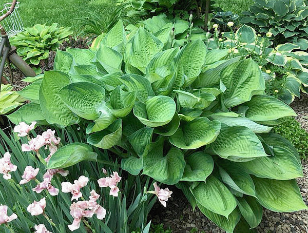 Hosta 'Final Summation'