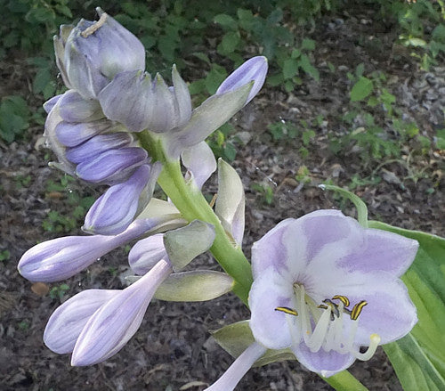 Hosta 'Final Summation'