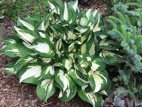 Hosta 'Fire and Ice'