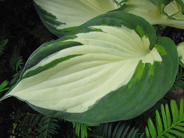 Hosta 'Fire and Ice'