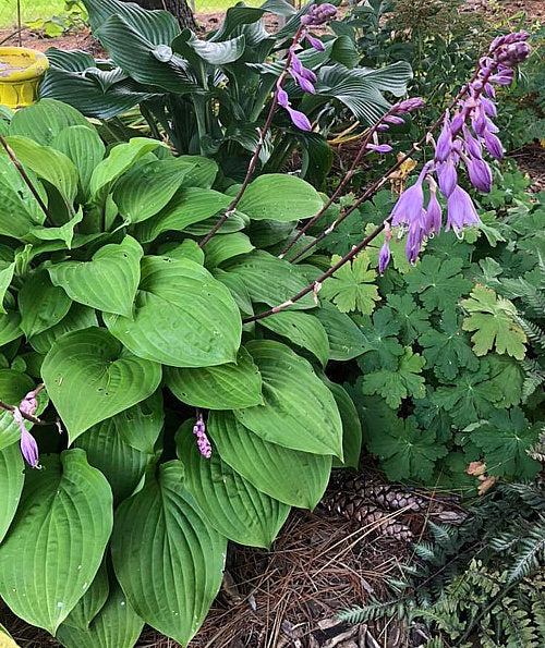 Hosta 'Fire Island'