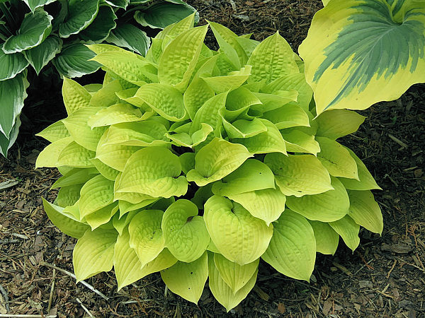 Hosta 'Fire Island'