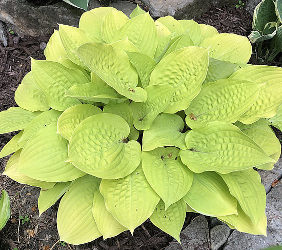 Hosta 'Fire Island'