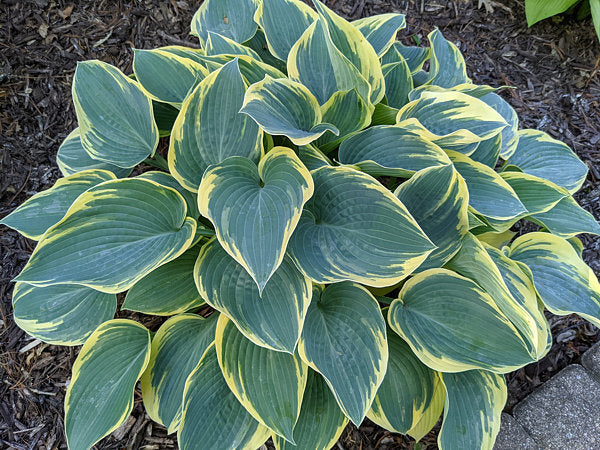 Hosta 'First Frost'